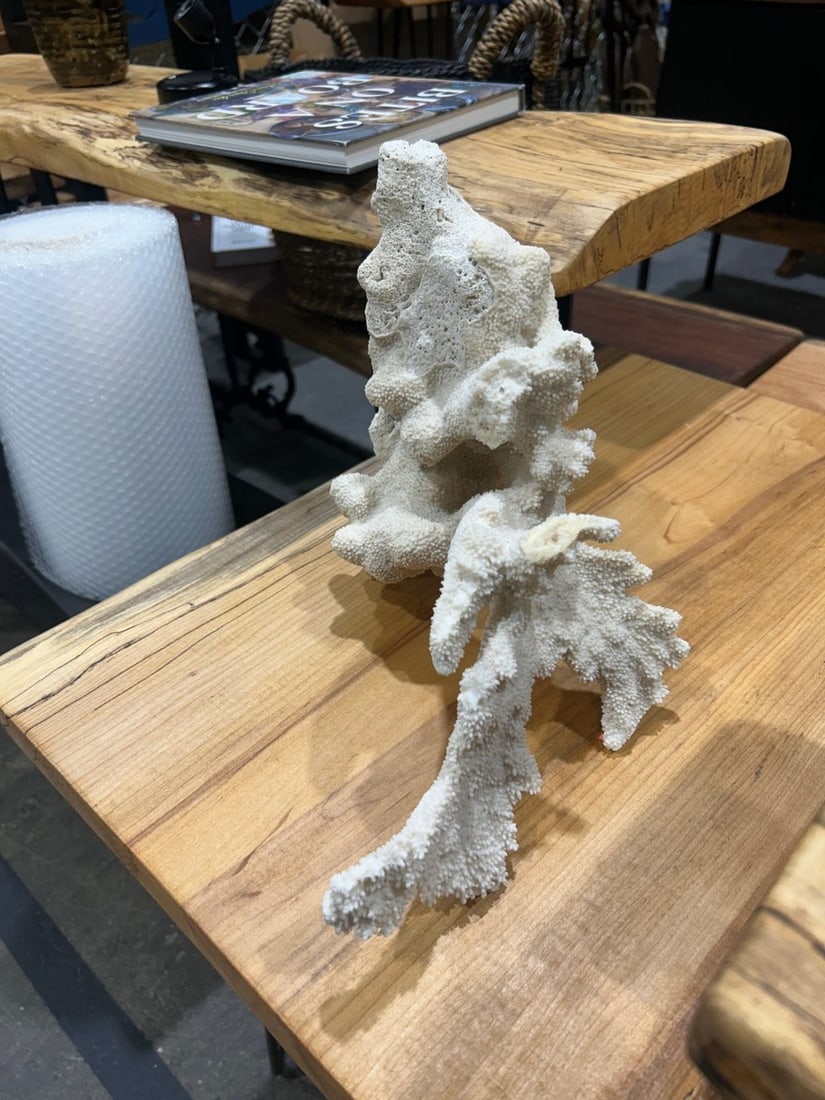 Large White Coral Specimen - 2