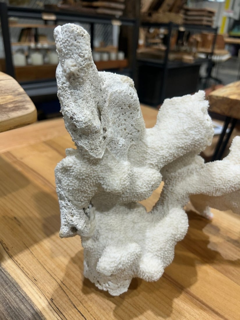 Large White Coral Specimen - 3