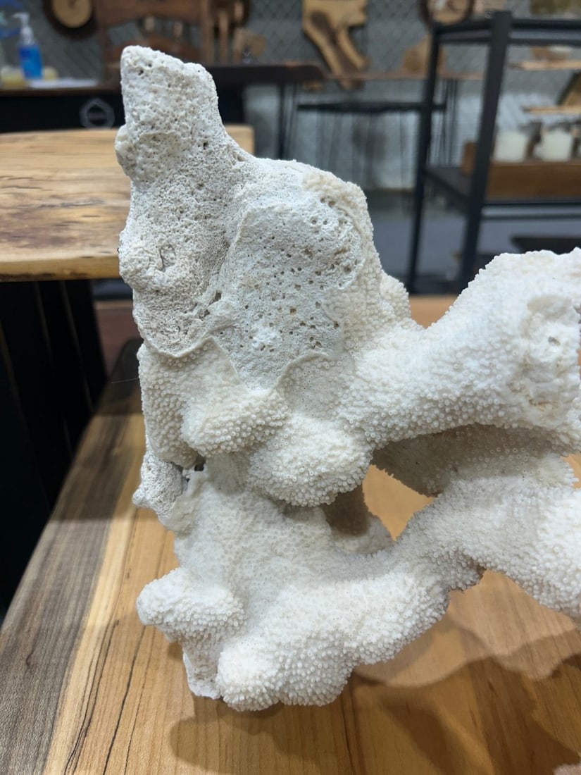Large White Coral Specimen - 4