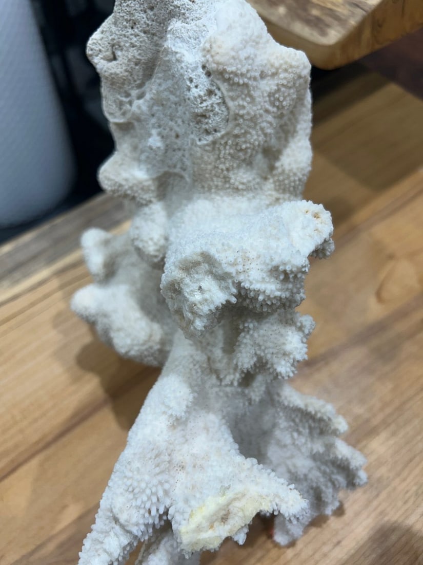 Large White Coral Specimen - 5