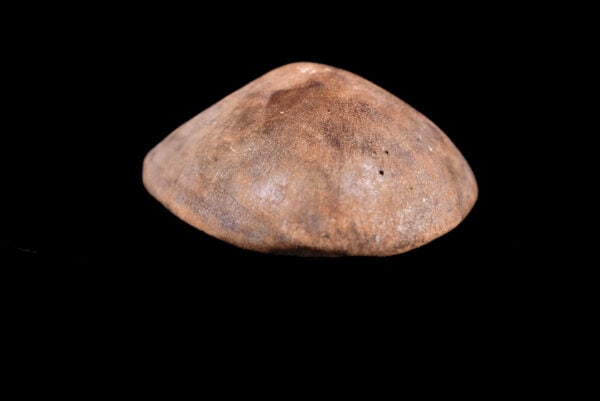 Mask - Wood - Lega - Congo - 8