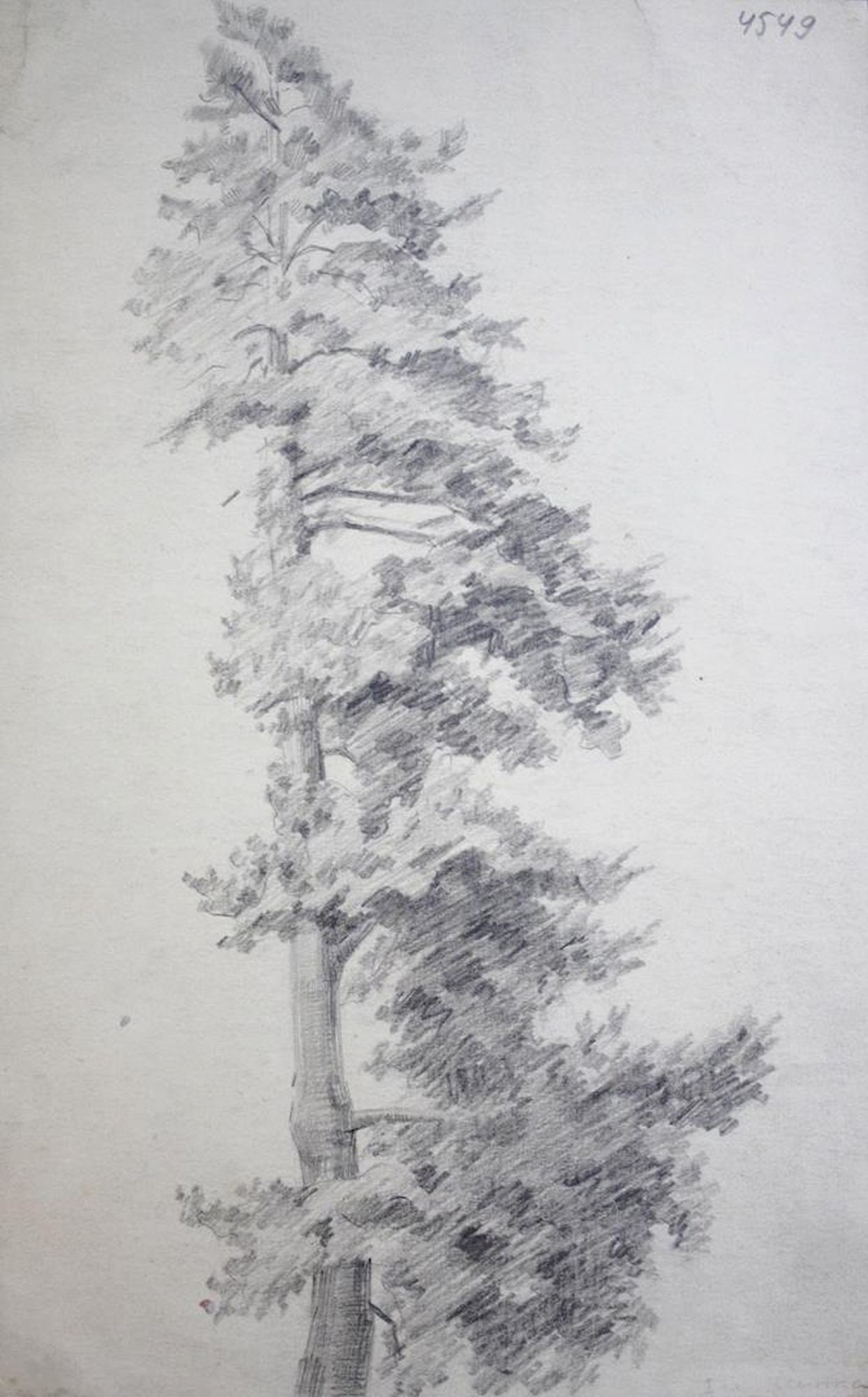 Mynka Olexandr (Ukrainian artist), "Pine", pencil on paper: Title: Mynka Olexandr (Ukrainian artist), "Pine", pencil on paper Description: ARTIST: Mynka Olexandr Fedorovich, Ukrainian artist TITLE: "Pine" SIZE: 28 x 18 cm, (11 x 7 in.) MEDIUM: pencil on paper 