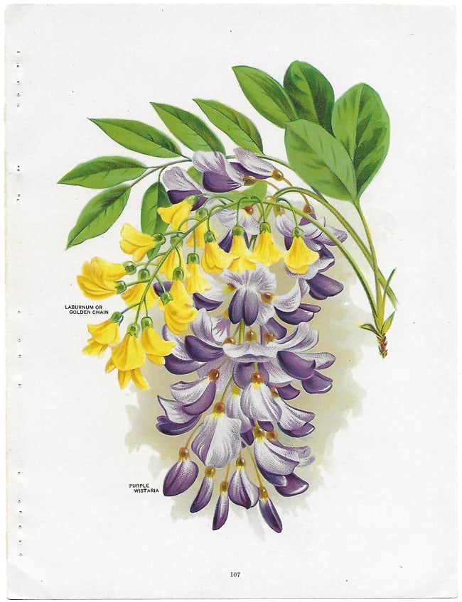 Laburnbum & Wistaria - anntique print: Lot Title: Laburnbum & Wistaria - anntique print Author/Artist: Unsigned Date: c1902 Source: Chase Brothers Nursery Catalog Size/Format: 10.25 x 7.5 inches Process: Chromolithograph Additional