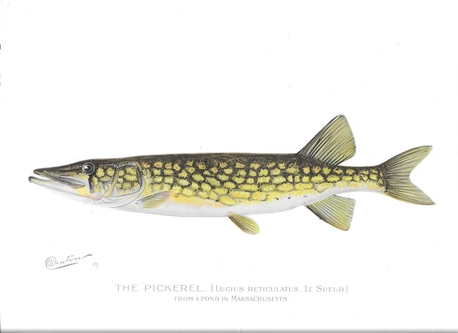 The Pickerel - antique print: Lot Title: The Pickerel - antique print Author/Artist: Sherman Foote Denton Date: c1903 Source: New York State Fish & Game Portfolio Size/Format: 9.5 x 12.5 inches Process: Chromolithograph Additional