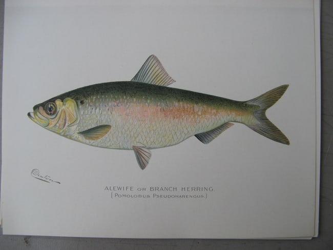 Alewife - antique print: Lot Title: Alewife - antique print Author/Artist: Sherman Foote Denton Date: c1903 Source: New York State Fish & Game Portfolio Size/Format: 9.5 x 12.5 inches Process: Chromolithograph Additional Info