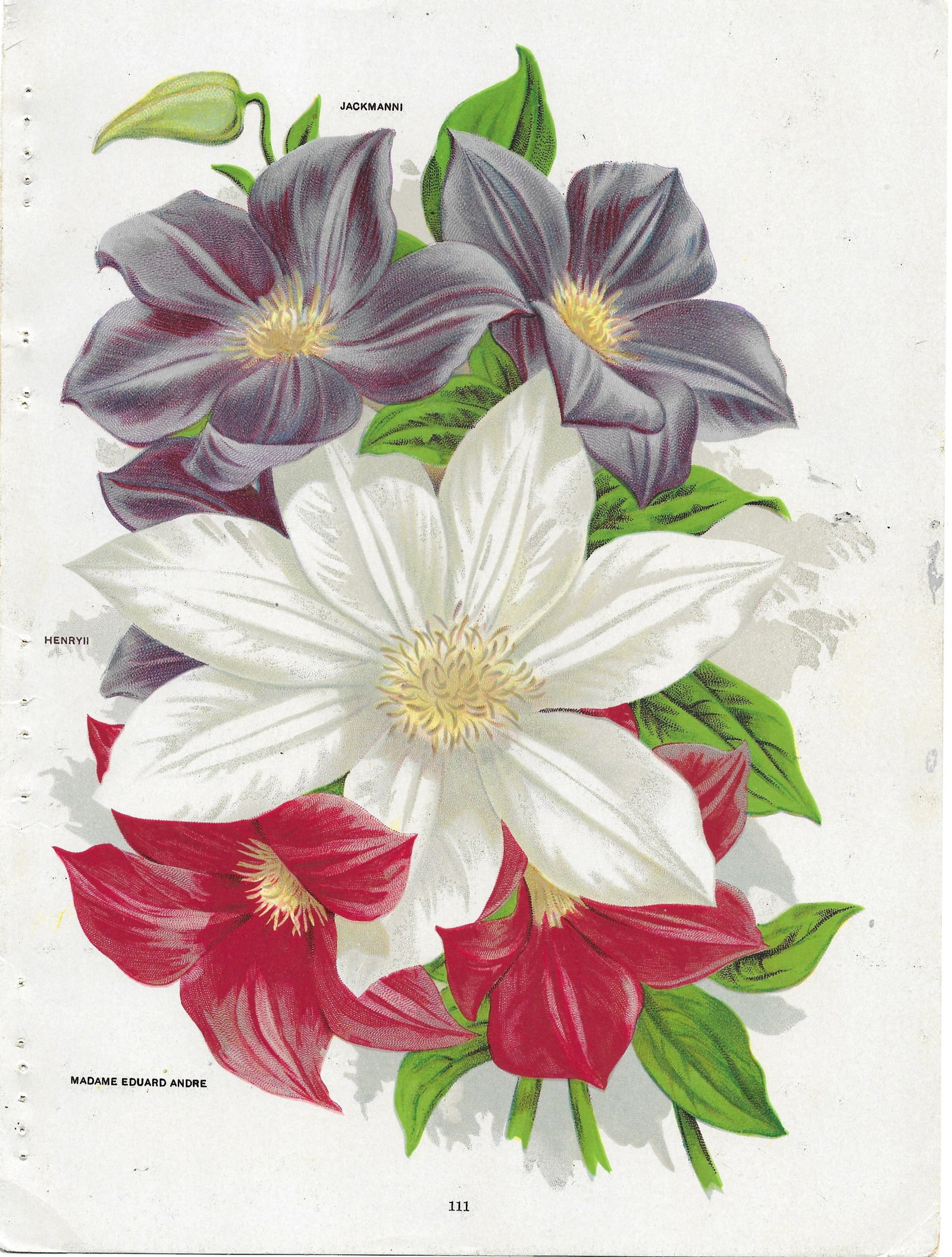 Clematis - antique print