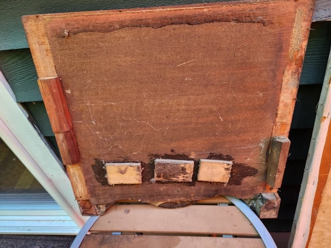 19th Century Inlaid Wood Conch Shell panel Marquetry - 3