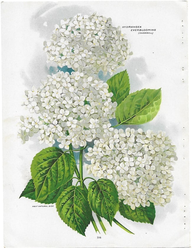 Hydrangea - antique print