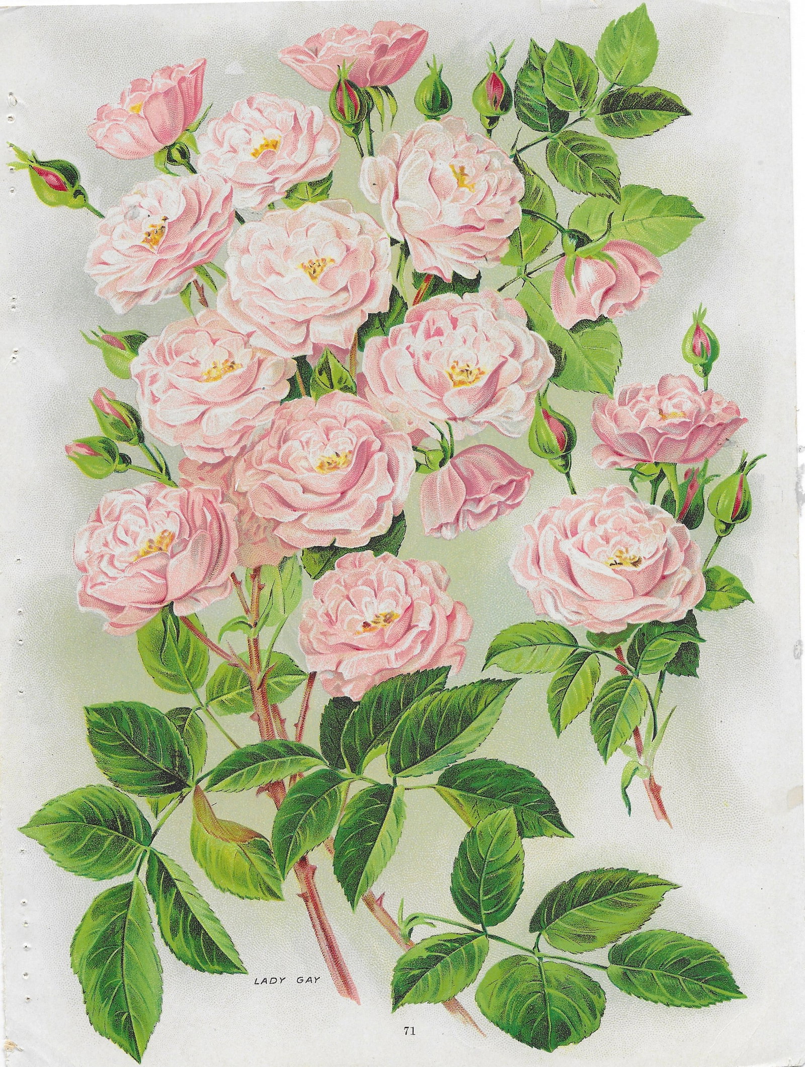 Roses - varieties - antique print: Lot Title: Roses - varieties - antique print Author/Artist: Unsigned Date: c1902 Source: Chase Brothers Nursery Catalog Size/Format: 10.25 x 7.5 inches Process: Chromolithograph Additional Information