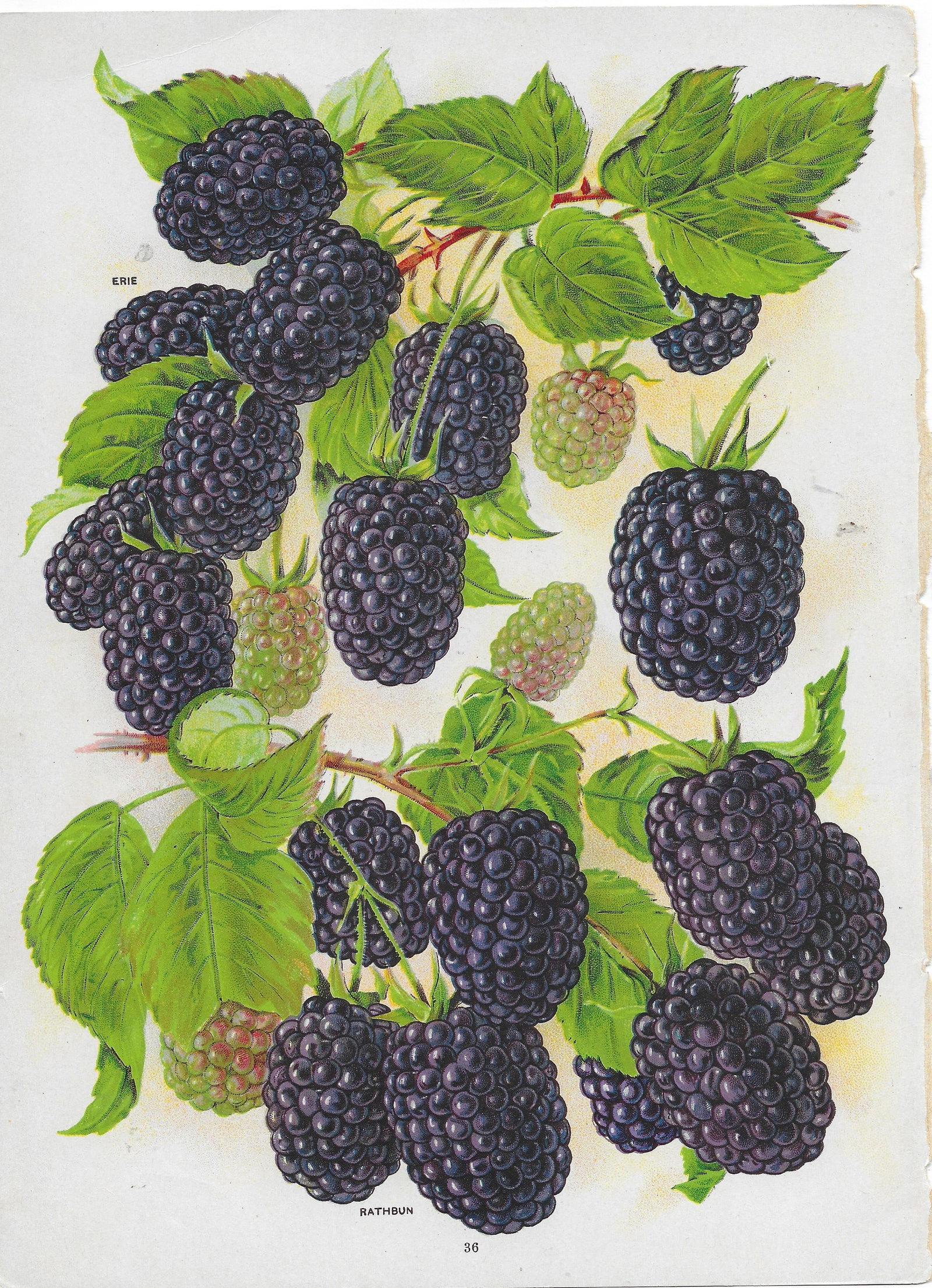 Blackberries - antique print: Lot Title: Blackberries - antique print Author/Artist: Unsigned Date: c1902 Source: Chase Brothers Nursery Catalog Size/Format: 10.25 x 7.5 inches Process: Chromolithograph Additional Information: