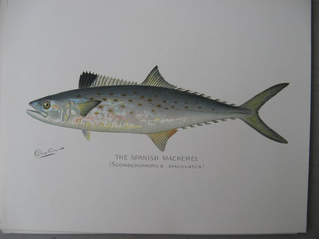 The Spanish Mackerel - antique print: Lot Title: The Spanish Mackerel - antique print Author/Artist: Sherman Foote Denton Date: c1903 Source: New York State Fish & Game Portfolio Size/Format: 9.5 x 12.5 inches Process: Chromolithograph