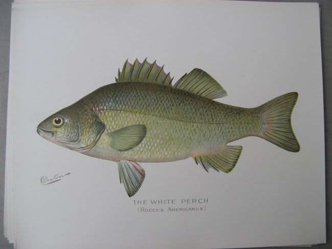 The White Perch - antique print: Lot Title: The White Perch - antique print Author/Artist: Sherman Foote Denton Date: c1903 Source: New York State Fish & Game Portfolio Size/Format: 9.5 x 12.5 inches Process: Chromolithograph