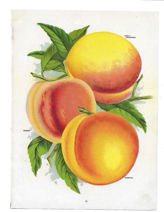 Peaches - antique print: Lot Title: Peaches - antique print Author/Artist: Unsigned Date: c1902 Source: Chase Brothers Nursery Catalog Size/Format: 10.25 x 7.5 inches Process: Chromolithograph Additional Information: Chase Br