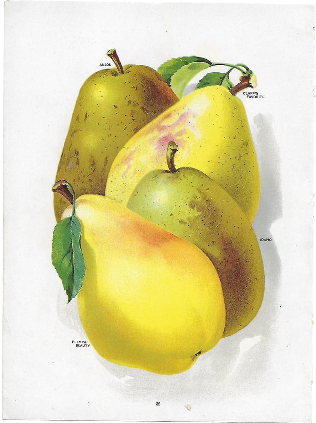 Pears - antique print