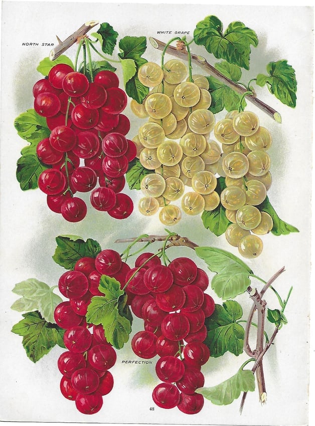 Gooseberries - antique print: Lot Title: Gooseberries - antique print Author/Artist: Unsigned Date: c1902 Source: Chase Brothers Nursery Catalog Size/Format: 10.25 x 7.5 inches Process: Chromolithograph Additional Information: Cha