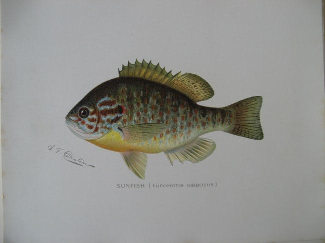 The Sunfish - antique print: Lot Title: The Sunfish - antique print Author/Artist: Sherman Foote Denton Date: c1903 Source: New York State Fish & Game Portfolio Size/Format: 9.5 x 12.5 inches Process: Chromolithograph Additional 