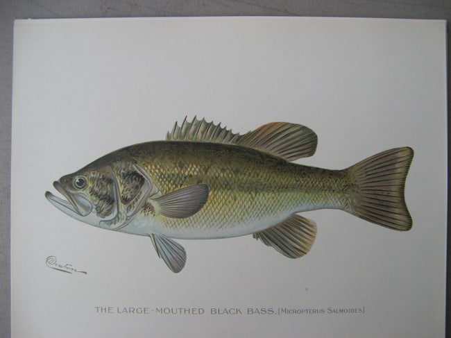 Large-mouthed Black Bass - antique print: Lot Title: Large-mouthed Black Bass - antique print Author/Artist: Sherman Foote Denton Date: c1903 Source: New York State Fish & Game Portfolio Size/Format: 9.5 x 12inches Process: Chromolithograph A