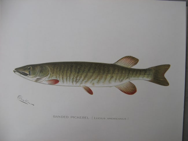Banded Pickerel - antgique print: Lot Title: Banded Pickerel - antgique print Author/Artist: Sherman Foote Denton Date: c1903 Source: New York State Fish & Game Portfolio Size/Format: 9.5 x 12.5 inches Process: Chromolithograph Additi