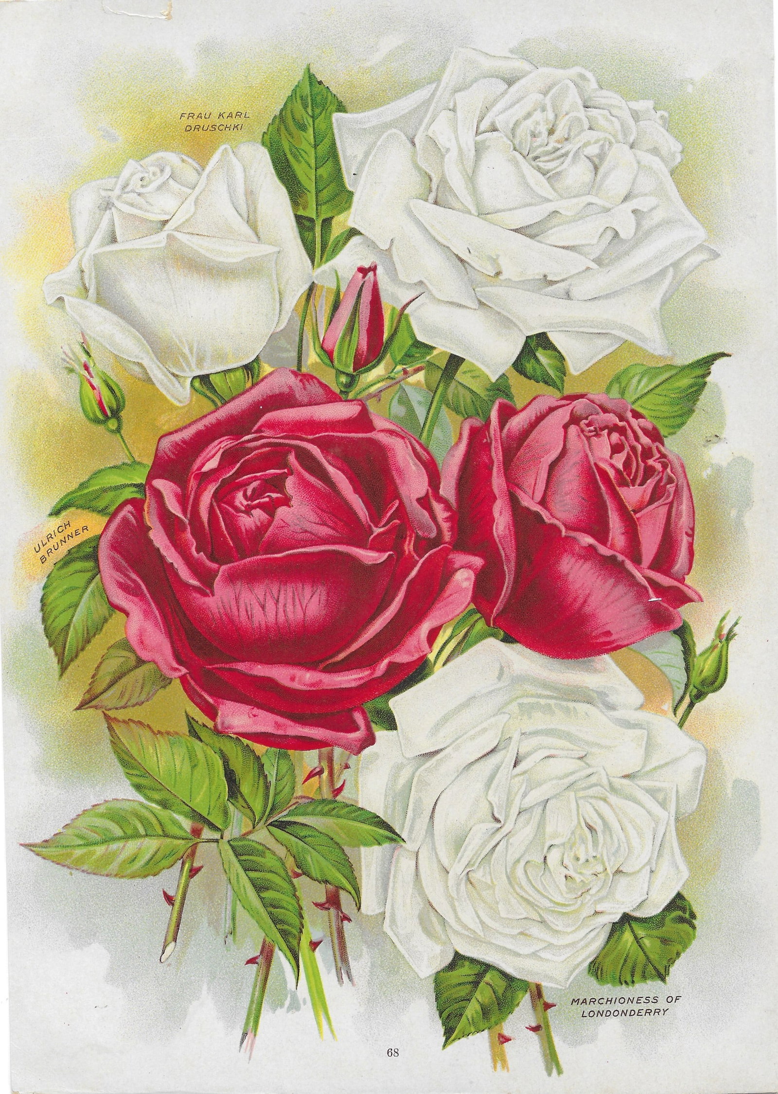 Roses - varieties - antique print: Lot Title: Roses - varieties - antique print Author/Artist: Unsigned Date: c1902 Source: Chase Brothers Nursery Catalog Size/Format: 10.25 x 7.5 inches Process: Chromolithograph Additional Information