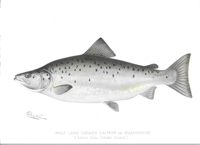 Male Land-locked Salmon - antique print (1 of 1)