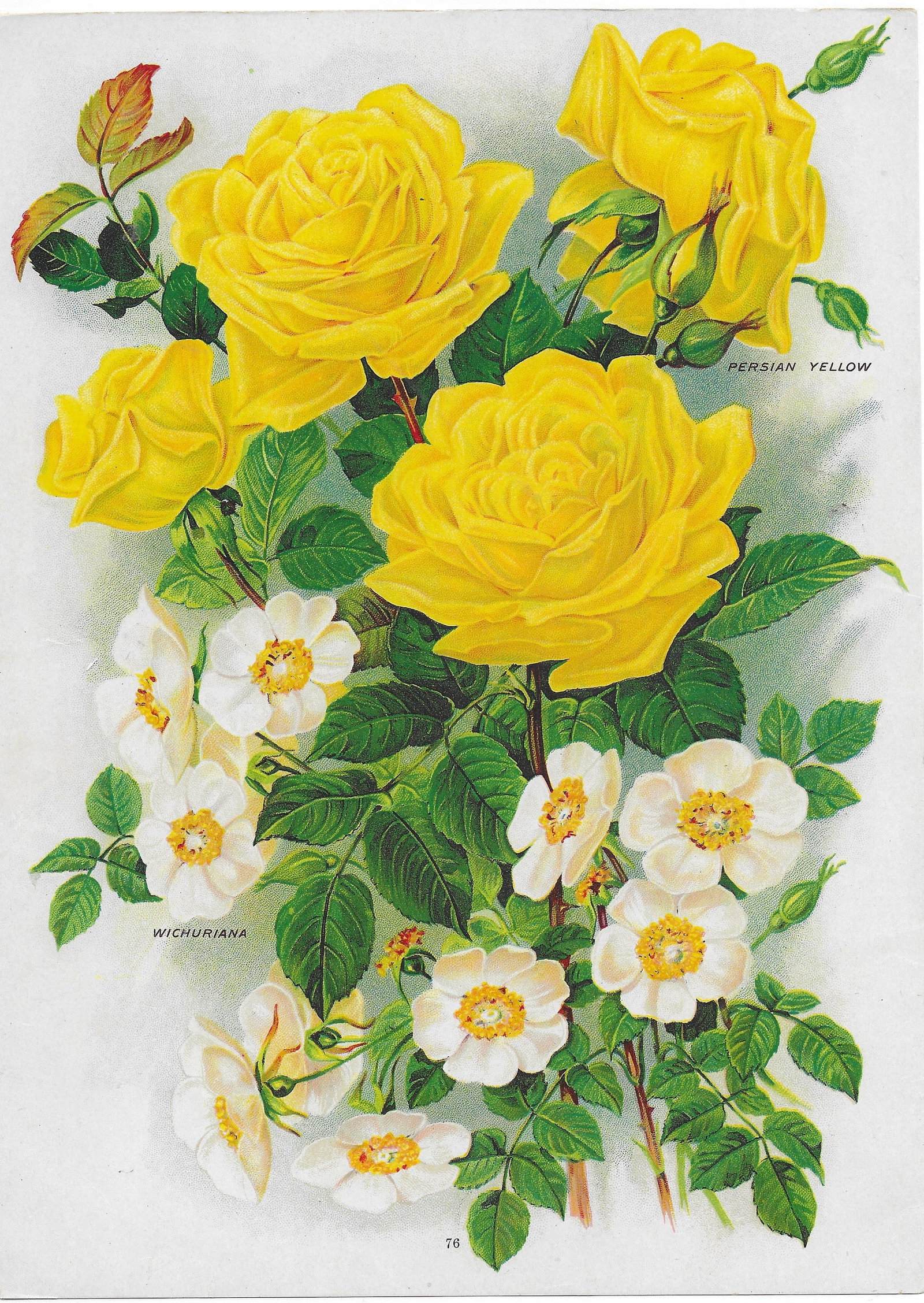 Roses - varieties - antique print: Lot Title: Roses - varieties - antique print Author/Artist: Unsigned Date: c1902 Source: Chase Brothers Nursery Catalog Size/Format: 10.25 x 7.5 inches Process: Chromolithograph Additional