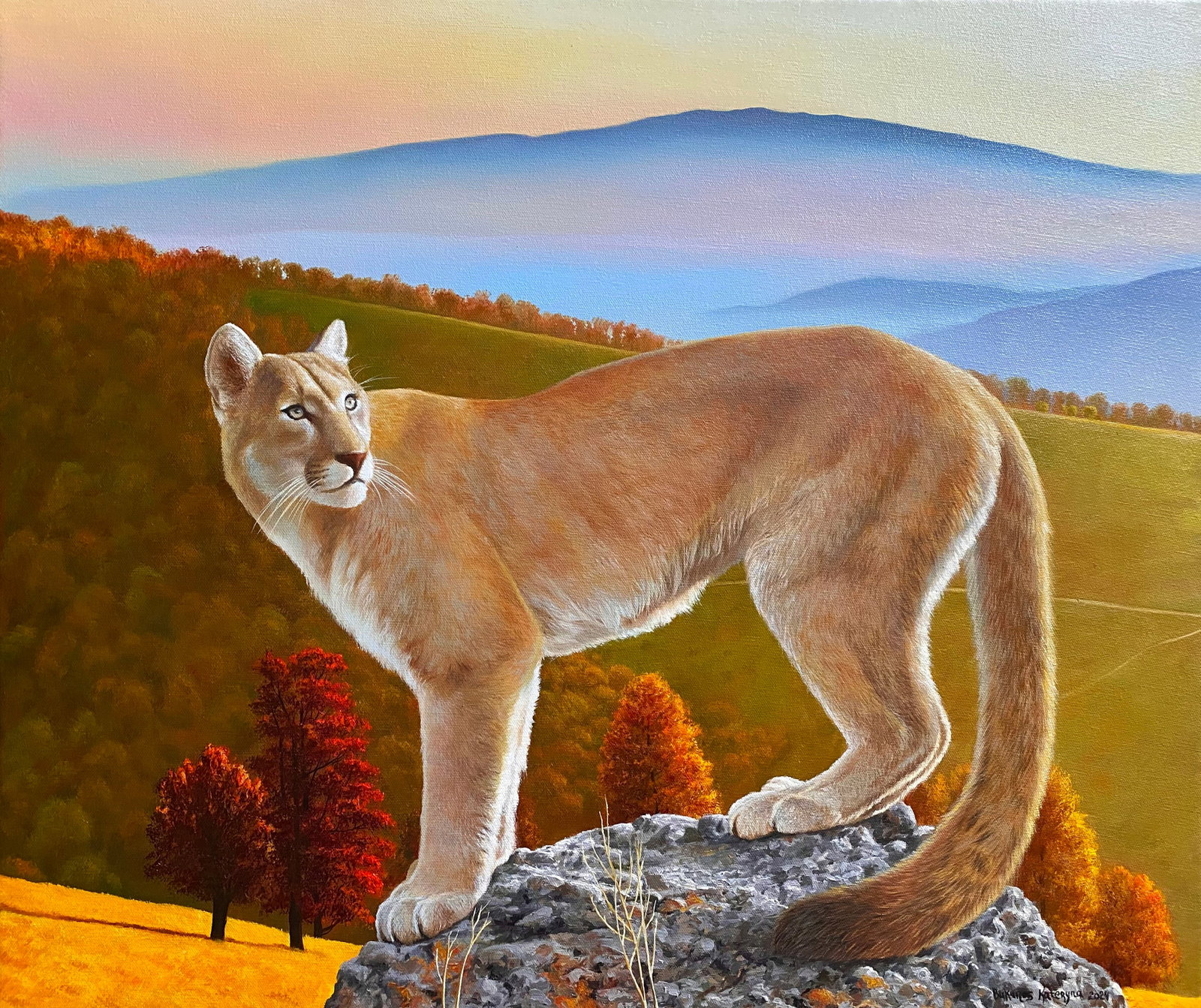 Oil painting Puma in the wild Kateryna Bukuros: Title: Oil painting Puma in the wild Kateryna Bukuros Description: 13BUKUR Painter: Kateryna Bukuros Size: 55x65 cm/21.65x25.59 inches Components: oil, canvas Original painting CONDITION: excellent
