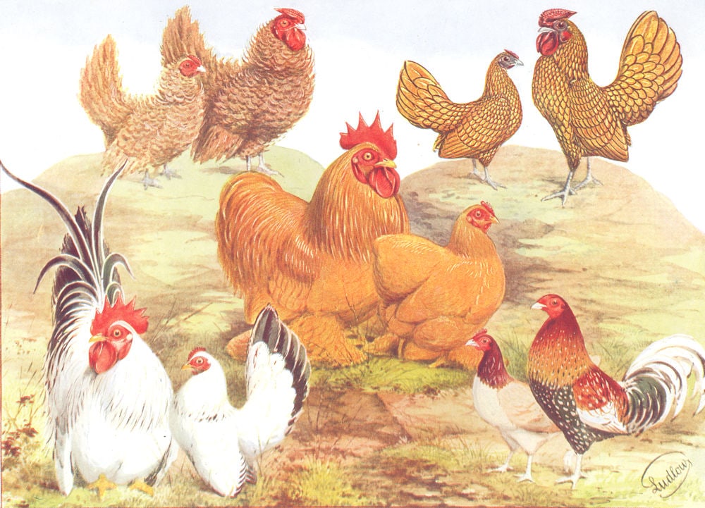 GAME FOWL.Wright.Bantams.Frizzles;Buff Pekins;Golden Sebrights;Japanese 1910: Bantams: Frizzles; Buff Pekins; Golden Sebrights; Japanese; Old English Game' by Anonymous. Published 1910. Antique chromolithographic (colour) print. Size 16 x 22 cm | 6.5 x 8.5 inches. Condition: