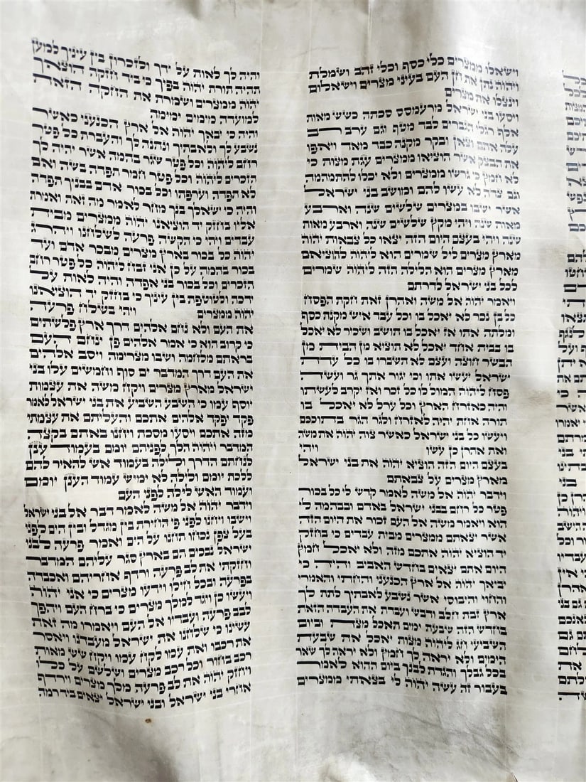 TORAH SCROLL FRAGMENT MANUSCRIPT on VELLUM 19th century ANTIQUE BIBLE EXODUS 12 - 6