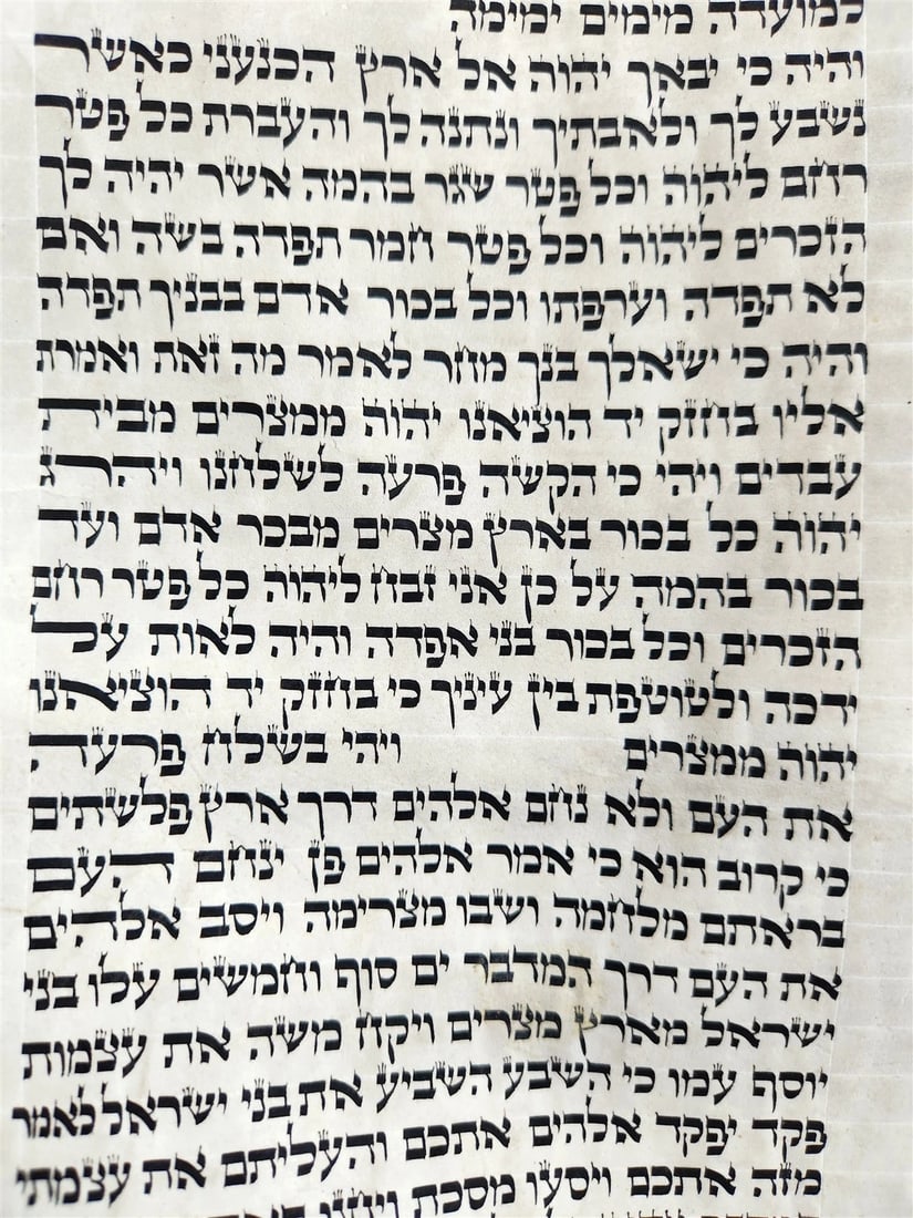TORAH SCROLL FRAGMENT MANUSCRIPT on VELLUM 19th century ANTIQUE BIBLE EXODUS 12 - 8