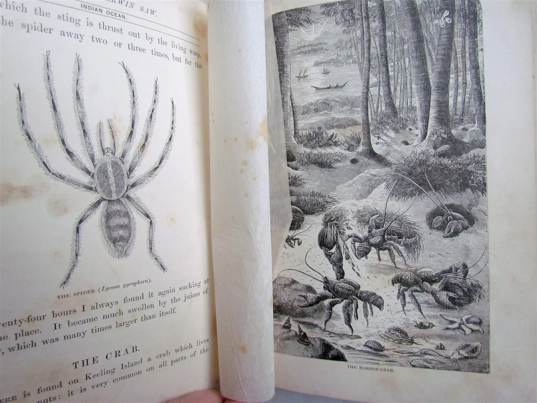 1880 WHAT MR. DARWIN SAW IN HIS VOYAGE ROUND THE WORLD IN SHIP BEAGLE ANTIQUE - 8