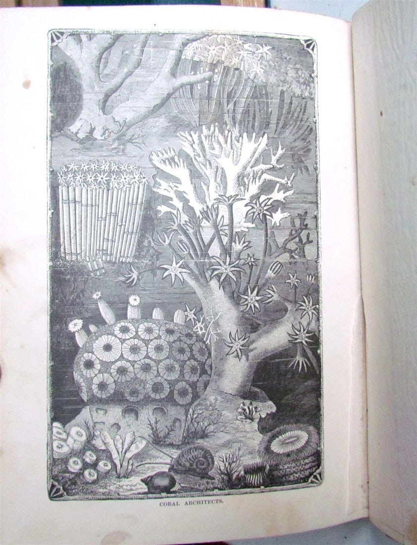 1880 WHAT MR. DARWIN SAW IN HIS VOYAGE ROUND THE WORLD IN SHIP BEAGLE ANTIQUE - 9