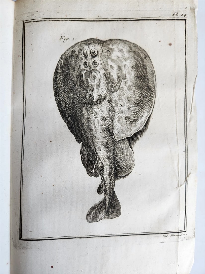 1753 MEDICAL TREATISE ILLUSTRATED ANATOMY by Francois PLANQUE antique V. 4 - 13