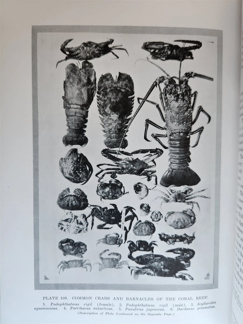 1915 NATURAL HISTORY of HAWAII antique ILLUSTRATED - 16
