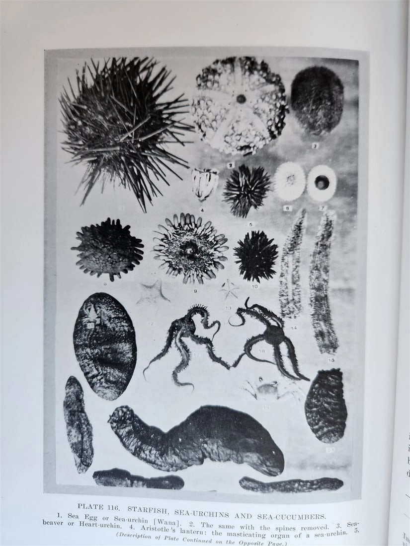 1915 NATURAL HISTORY of HAWAII antique ILLUSTRATED - 17