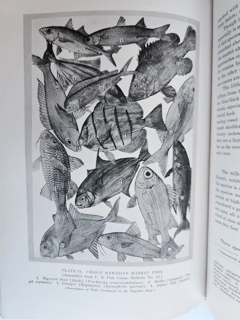 1915 NATURAL HISTORY of HAWAII antique ILLUSTRATED - 18