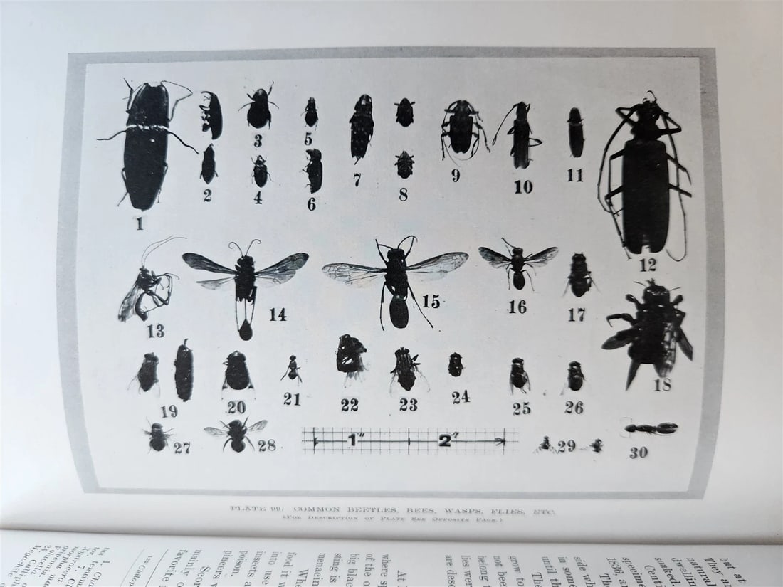 1915 NATURAL HISTORY of HAWAII antique ILLUSTRATED - 19