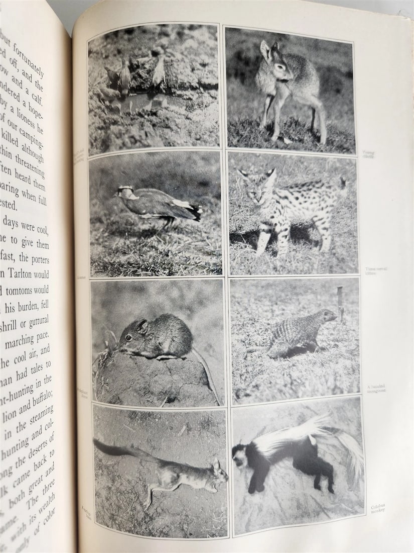 1910 AFRICAN GAME TRAILS by THEODORE ROOSEVELT antique ILLUSTRATED - 12