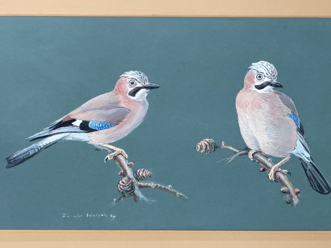 Original Painting Bird Study Jays Signed Donald Watson (1918–2005) Dated 1957 - 2