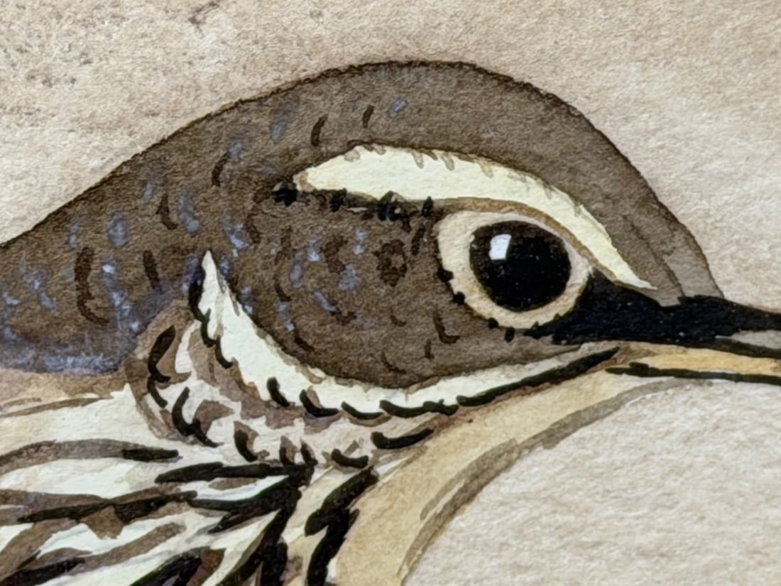 Mid Century Painting Redwing Bird Signed By Ralston Gudgeon RSW 1910-1984 - 19