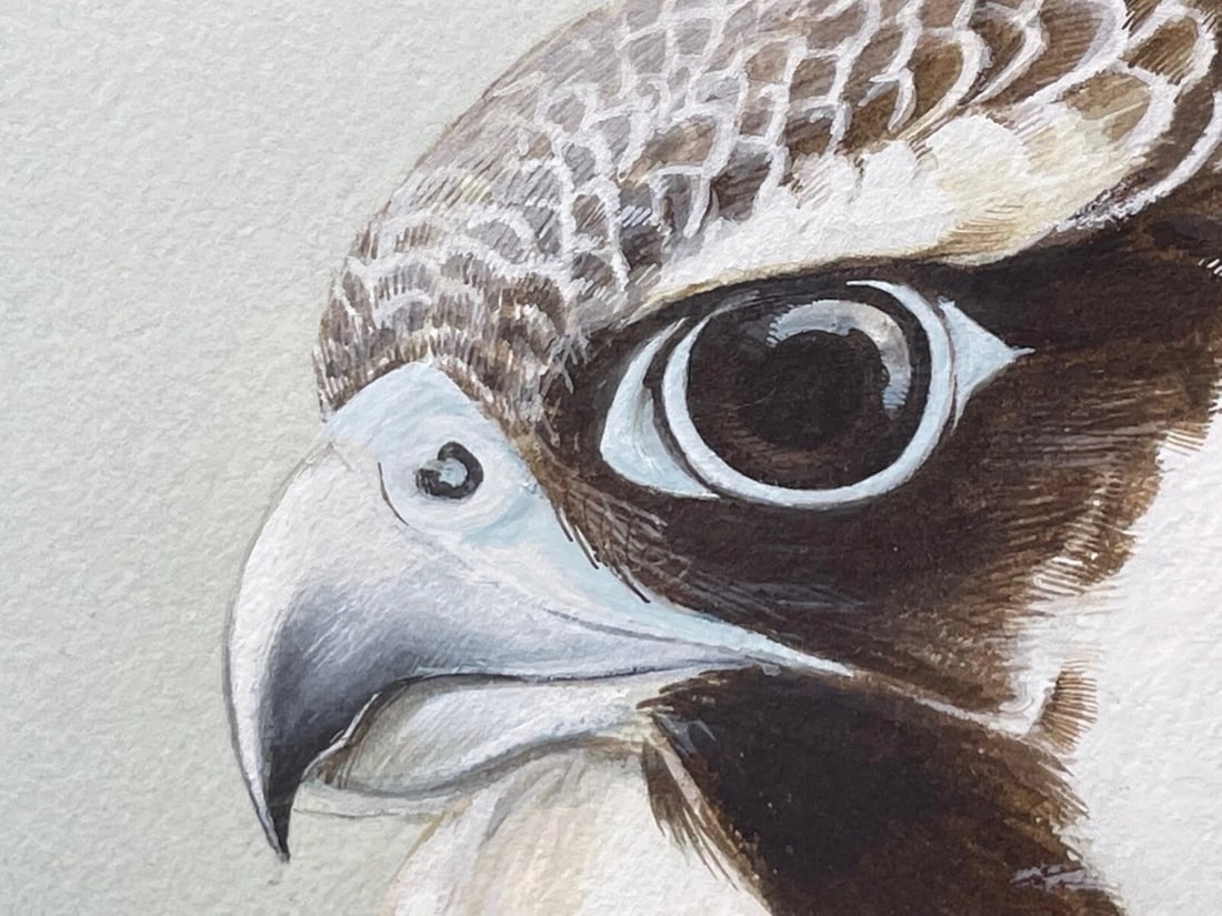 Fine British Art Gouache Watercolour Peregrine Falcon By David Johnston - 10