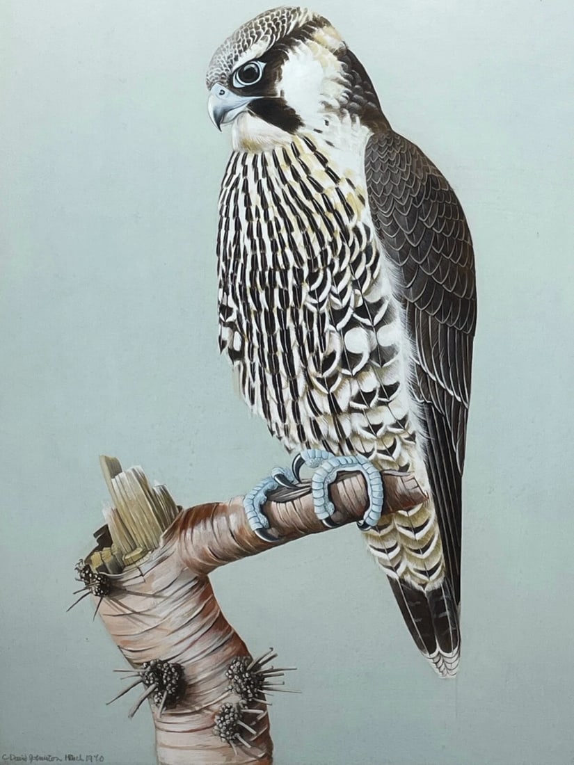 Fine British Art Gouache Watercolour Peregrine Falcon By David Johnston - 2