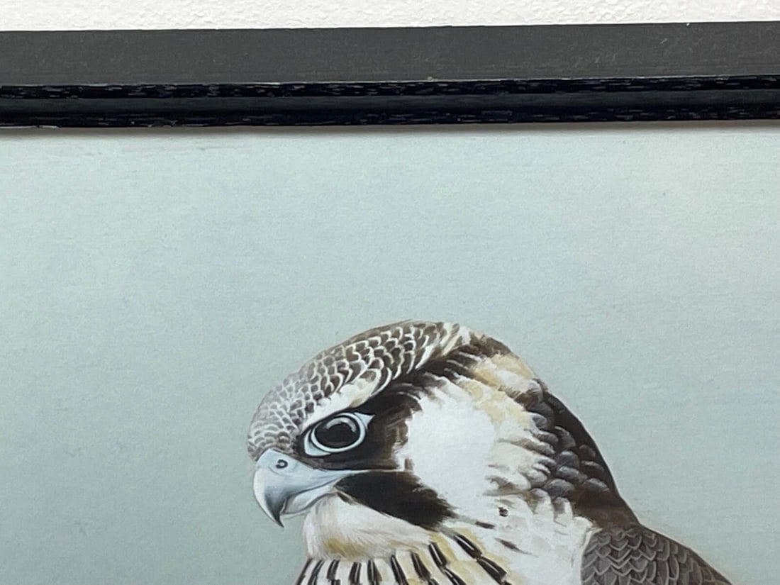 Fine British Art Gouache Watercolour Peregrine Falcon By David Johnston - 3