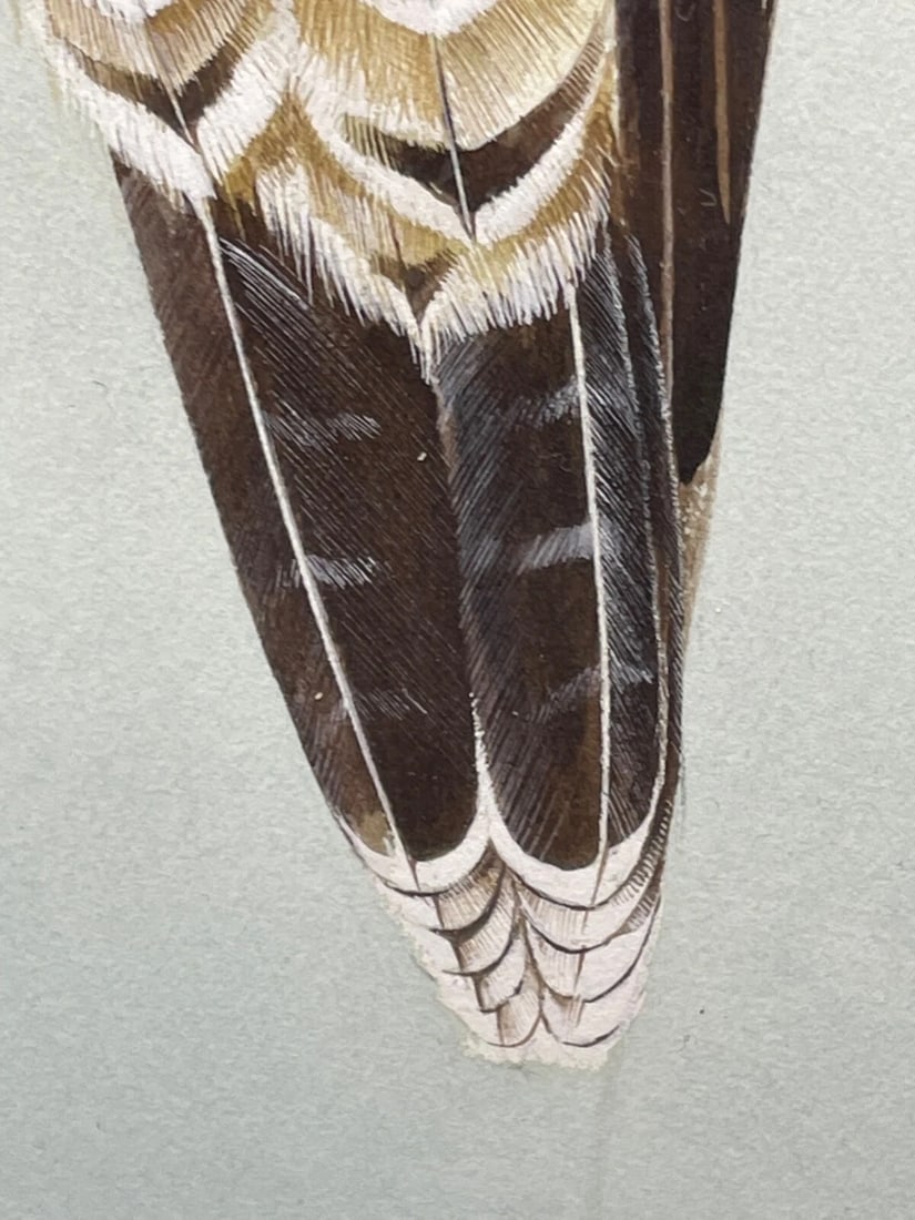 Fine British Art Gouache Watercolour Peregrine Falcon By David Johnston - 5