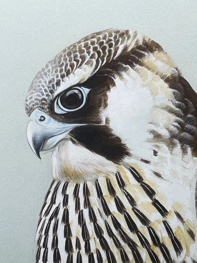 Fine British Art Gouache Watercolour Peregrine Falcon By David Johnston - 6