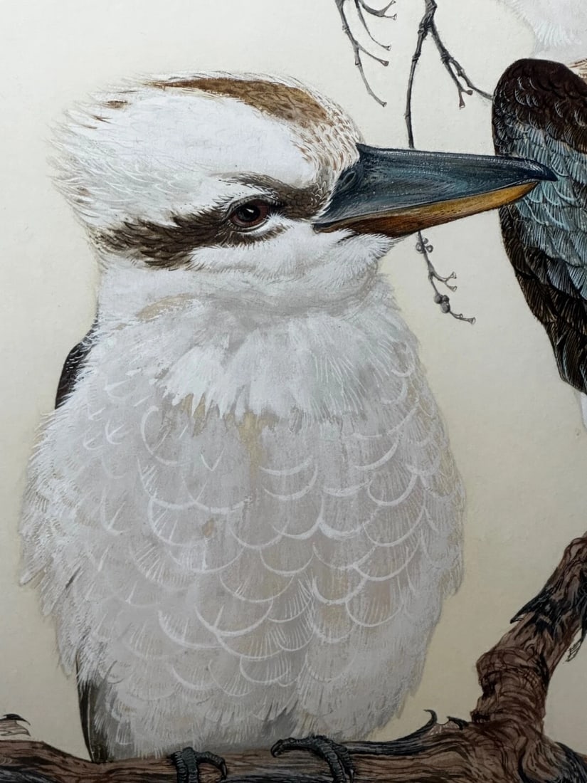 Large Australian Painting Group of Birds 3 Kookaburras In Bush by Robin Hill - 12