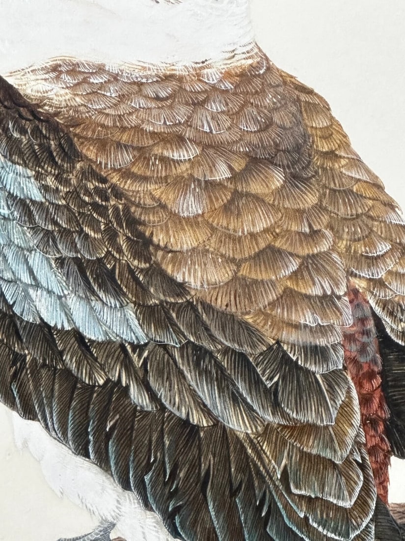Large Australian Painting Group of Birds 3 Kookaburras In Bush by Robin Hill - 16