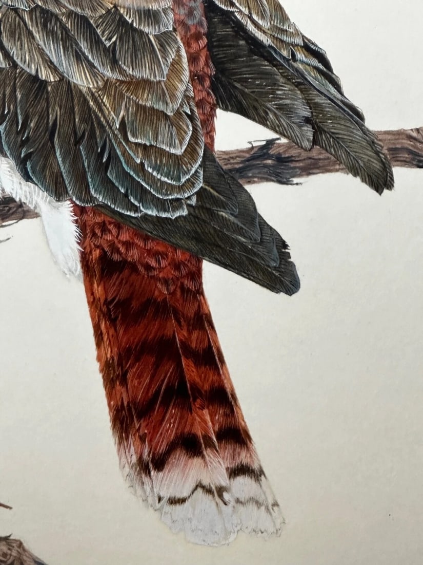 Large Australian Painting Group of Birds 3 Kookaburras In Bush by Robin Hill - 17