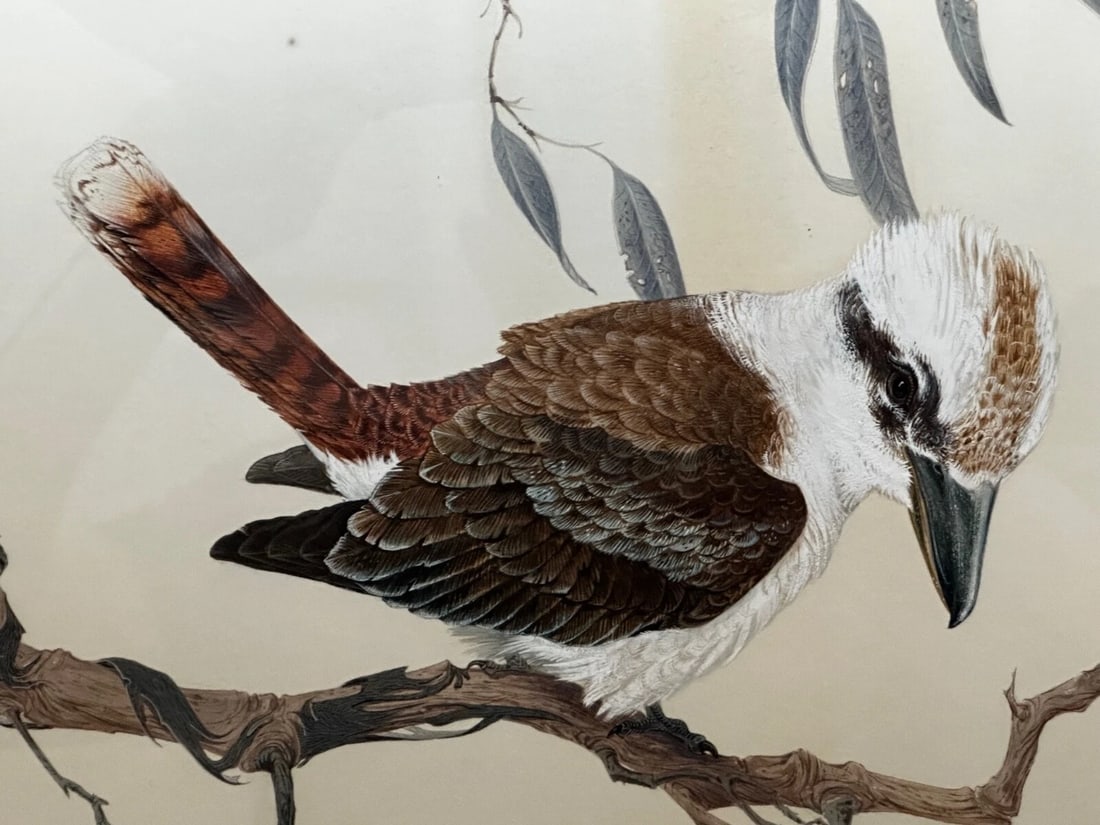 Large Australian Painting Group of Birds 3 Kookaburras In Bush by Robin Hill - 18
