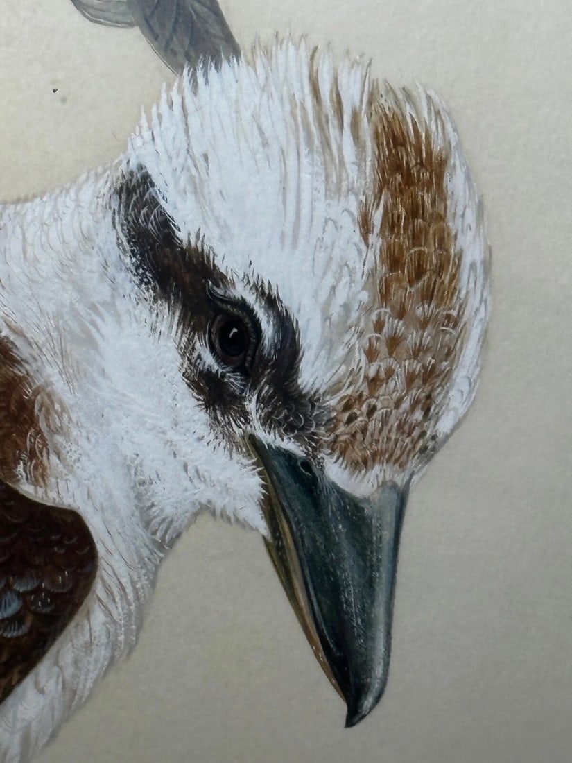 Large Australian Painting Group of Birds 3 Kookaburras In Bush by Robin Hill - 19