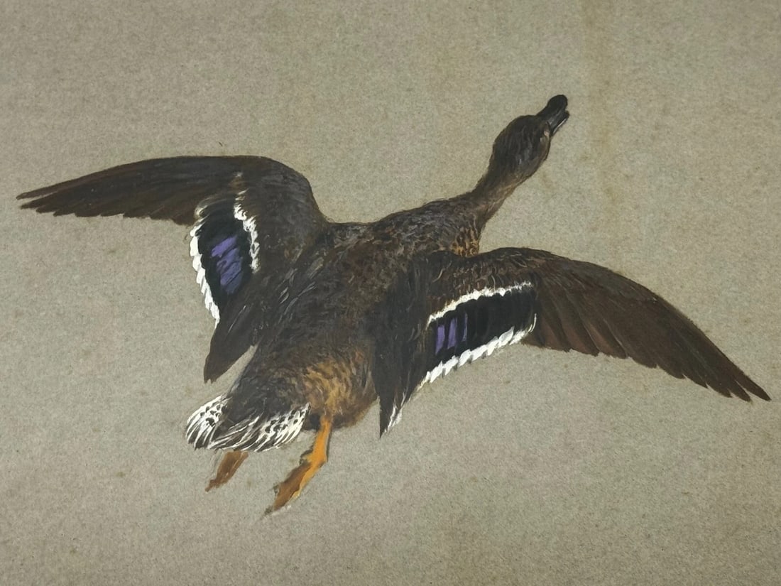 Victorian Painting Sporting Game Birds Two Ducks Flying Away By Thomas Blinks - 15